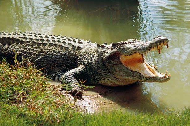 Majka u Indiji gluhonijemog sina (6) bacila u kanal s krokodilima. Dječak umro